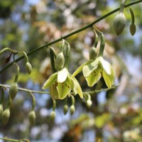 Furcraea foetida (L.) Haw.